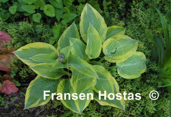 Hosta Peter Ruh